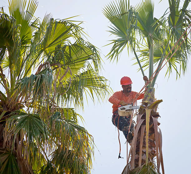 Emergency Storm Tree Removal in Grant, MI